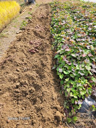 이훈정(시몬)님의 기타작물 · 영농일지 작성글 사진