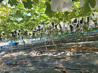 임운락님의 가을 농장 자랑해주세요🧑‍🌾 · 참여글 작성글 사진