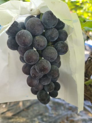 임운락님의 가을 농장 자랑해주세요🧑‍🌾 · 참여글 작성글 사진