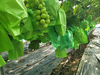 임운락님의 가을 농장 자랑해주세요🧑‍🌾 · 참여글 작성글 사진