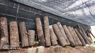 돌쇠입니다님의 가을 농장 자랑해주세요🧑‍🌾 · 참여글 작성글 사진