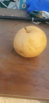 팜모닝 배·병해충상담 게시글 이미지