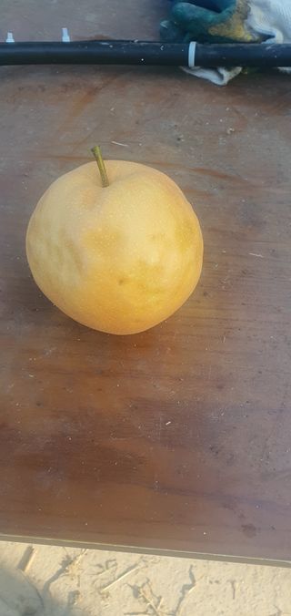 황병달님의 배 · 병해충상담 작성글 사진