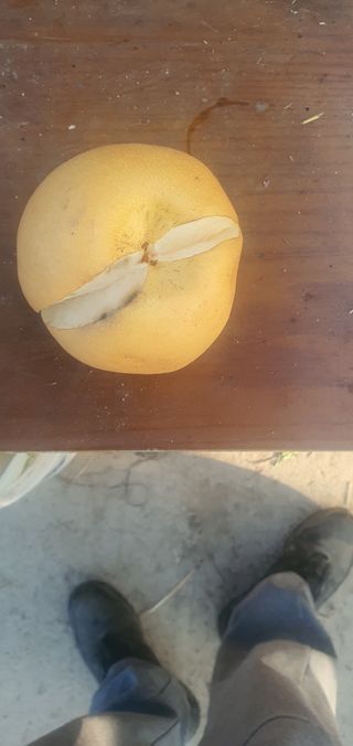 황병달님의 배 · 병해충상담 작성글 사진