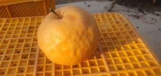 황병달님의 배 · 병해충상담 작성글 사진