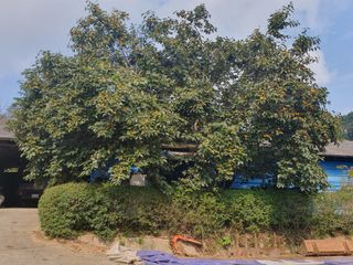 생강콩참깨들깨고추고님의 감 · 자유게시판 작성글 사진