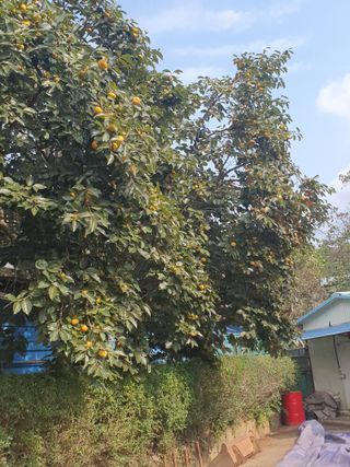 생강콩참깨들깨고추고님의 감 · 자유게시판 작성글 사진