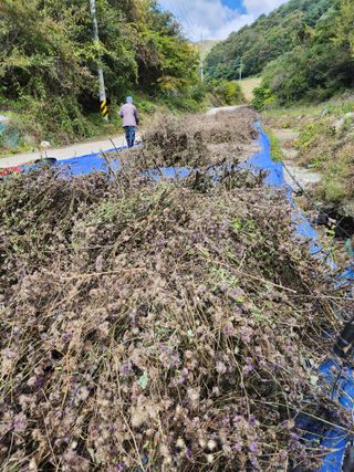 윤미선(농경채인증님의 가을 농장 자랑해주세요🧑‍🌾 · 참여글 작성글 사진