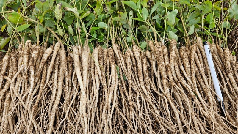 조병대님의 장터 판매 상품 [잔대,으뜸백도라지, 모종,종근용 ] 첨부 사진