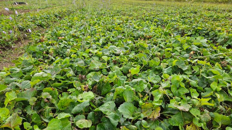 조병대님의 장터 판매 상품 [잔대,으뜸백도라지, 모종,종근용 ] 첨부 사진