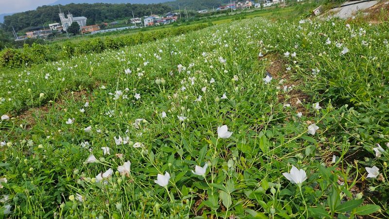 조병대님의 장터 판매 상품 [잔대,으뜸백도라지, 모종,종근용 ] 첨부 사진