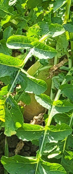 박순례님의 가을 농장 자랑해주세요🧑‍🌾 · 참여글 작성글 사진