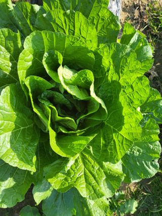 박순례님의 가을 농장 자랑해주세요🧑‍🌾 · 참여글 작성글 사진
