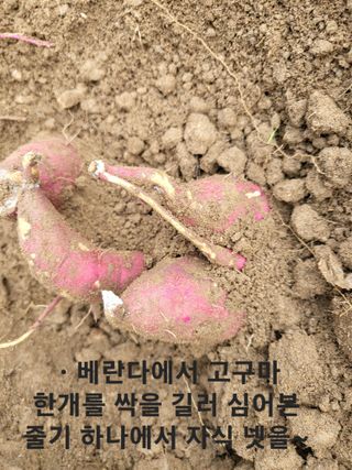 박순례님의 가을 농장 자랑해주세요🧑‍🌾 · 참여글 작성글 사진