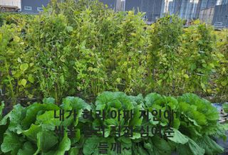 박순례님의 가을 농장 자랑해주세요🧑‍🌾 · 참여글 작성글 사진