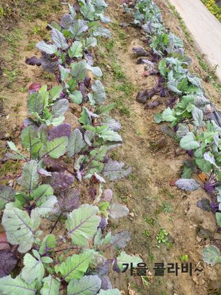 박순례님의 가을 농장 자랑해주세요🧑‍🌾 · 참여글 작성글 사진