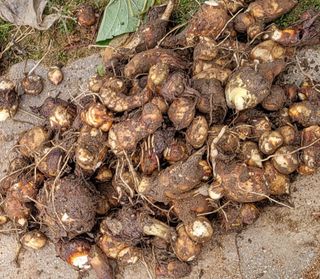 박순례님의 가을 농장 자랑해주세요🧑‍🌾 · 참여글 작성글 사진