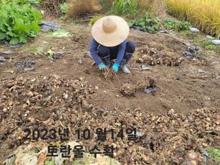 박순례님의 가을 농장 자랑해주세요🧑‍🌾 · 참여글 작성글 사진