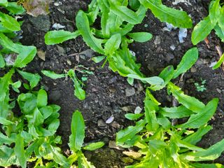 박주흥님의 기타작물 · 영농일지 작성글 사진