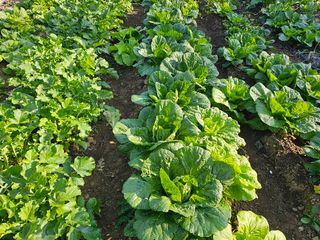 박주흥님의 기타작물 · 영농일지 작성글 사진