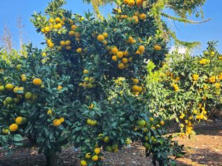 김형철님의 가을 농장 자랑해주세요🧑‍🌾 · 참여글 작성글 사진