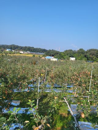 최승국님의 가을 농장 자랑해주세요🧑‍🌾 · 참여글 작성글 사진