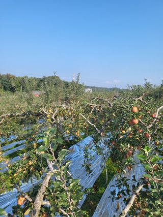 최승국님의 가을 농장 자랑해주세요🧑‍🌾 · 참여글 작성글 사진