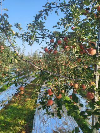 최승국님의 가을 농장 자랑해주세요🧑‍🌾 · 참여글 작성글 사진