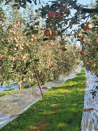최승국님의 가을 농장 자랑해주세요🧑‍🌾 · 참여글 작성글 사진