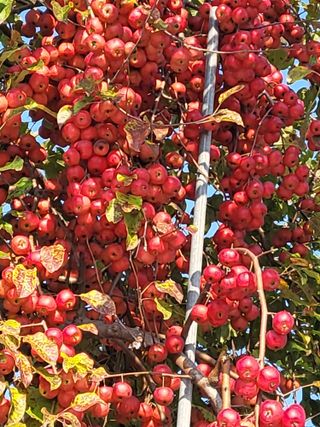 최승국님의 가을 농장 자랑해주세요🧑‍🌾 · 참여글 작성글 사진