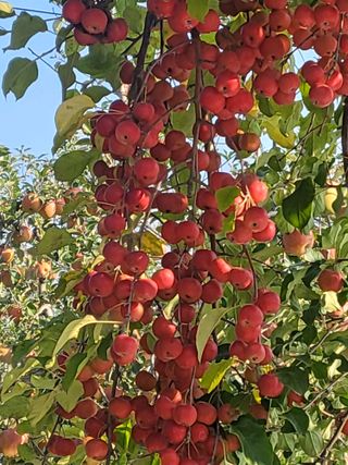 최승국님의 가을 농장 자랑해주세요🧑‍🌾 · 참여글 작성글 사진