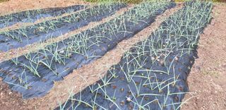 밤까시 여주농장님의 자유주제 · 자유게시판 작성글 사진