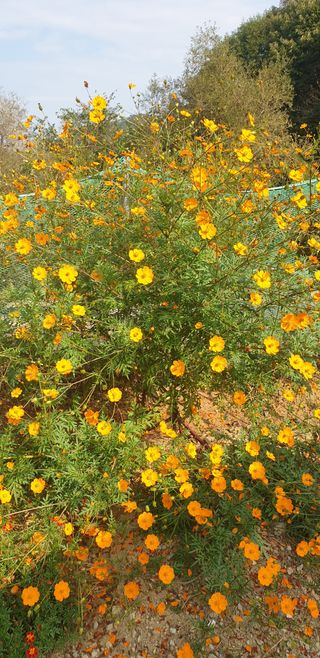 밤까시 여주농장님의 자유주제 · 자유게시판 작성글 사진