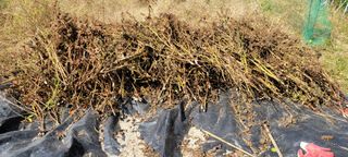 이의도님의 가을 농장 자랑해주세요🧑‍🌾 · 참여글 작성글 사진