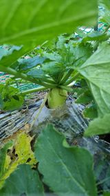 팜모닝 가을 농장 자랑해주세요🧑‍🌾·참여글 게시글 이미지