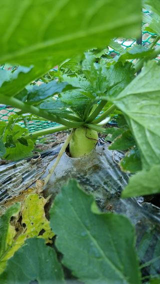 푸른꿈님의 가을 농장 자랑해주세요🧑‍🌾 · 참여글 작성글 사진