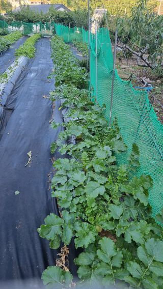 푸른꿈님의 가을 농장 자랑해주세요🧑‍🌾 · 참여글 작성글 사진