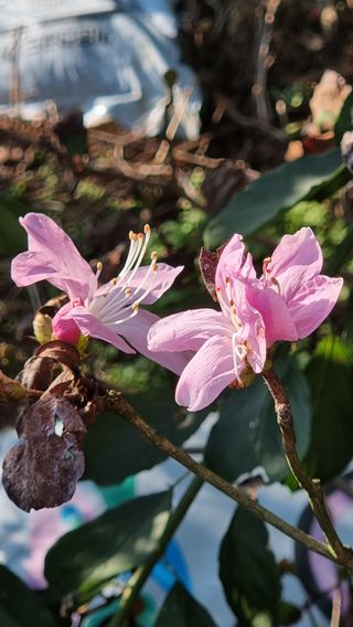 푸른꿈님의 가을 농장 자랑해주세요🧑‍🌾 · 참여글 작성글 사진