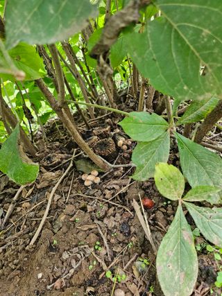 알 수 없음님의 기타작물 · 자유게시판 작성글 사진