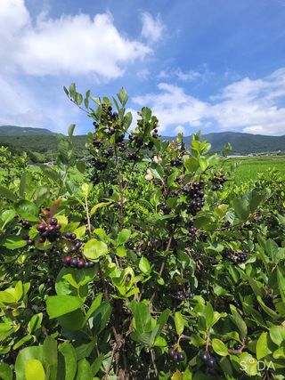 아로니크님의 기타작물 · 병해충상담 작성글 사진