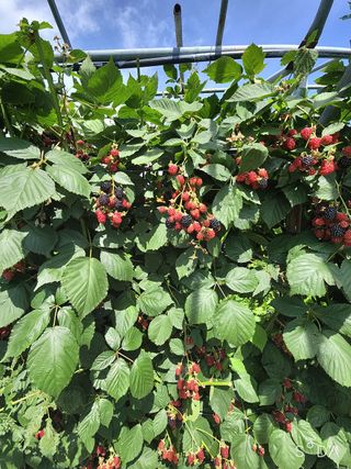 아로니크님의 기타작물 · 병해충상담 작성글 사진