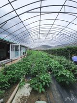 팜모닝 기타작물·병해충상담 게시글 이미지