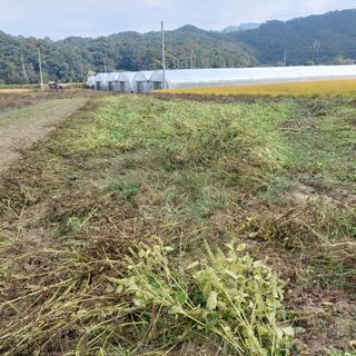 강원도 횡성군님의 들깨 · 자유게시판 작성글 사진