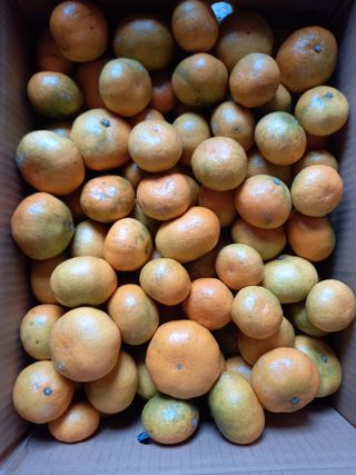 부금리(금강농원)님의 작성글 사진