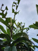 팜모닝 기타작물·병해충상담 게시글 이미지