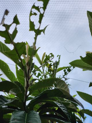 김상철님의 기타작물 · 병해충상담 작성글 사진