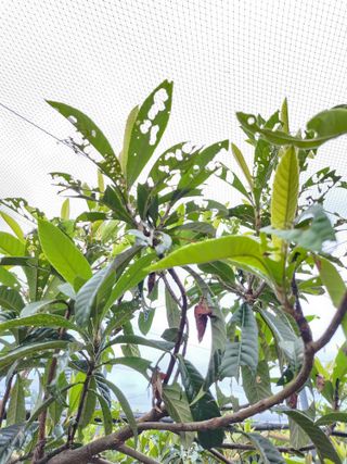 김상철님의 기타작물 · 병해충상담 작성글 사진