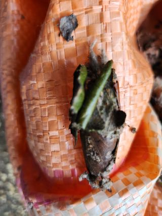 김상철님의 기타작물 · 병해충상담 작성글 사진