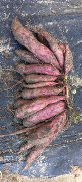 팜모닝 가을 농장 자랑해주세요🧑‍🌾·참여글 게시글 이미지