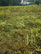 팜모닝 들깨·영농일지 게시글 이미지